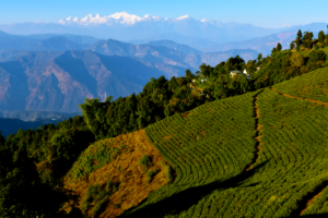 Read more about the article The Worlds Greatest – Darjeeling!