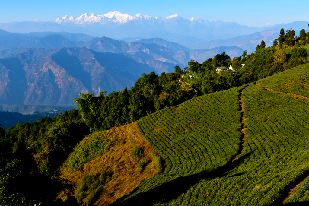 You are currently viewing The Worlds Greatest – Darjeeling!